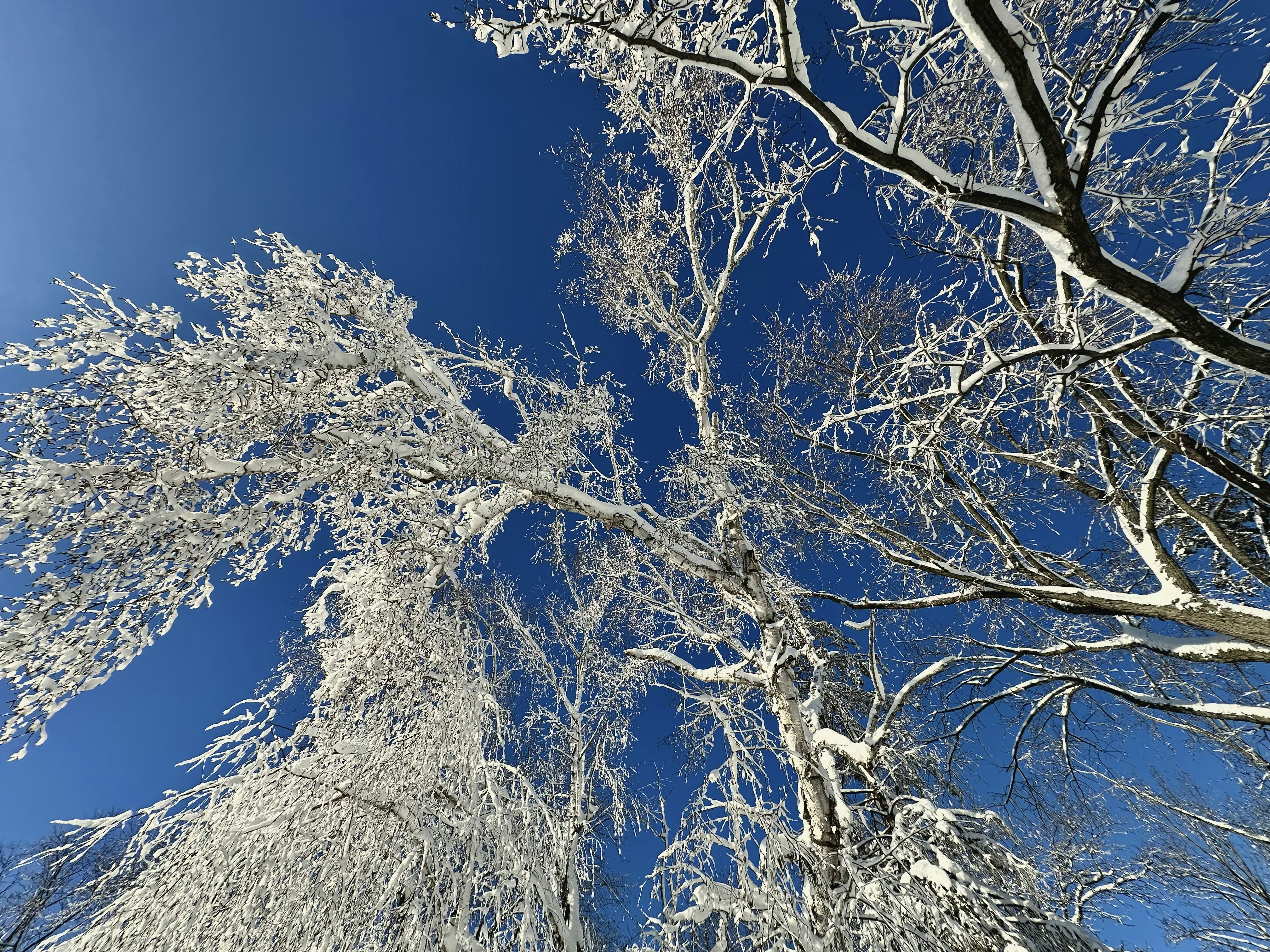 Photo by midkiffaries