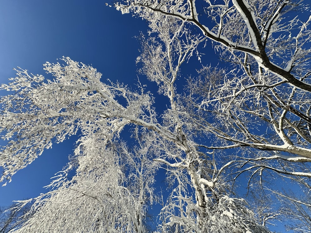 a group of trees covered in snow against a blue sky