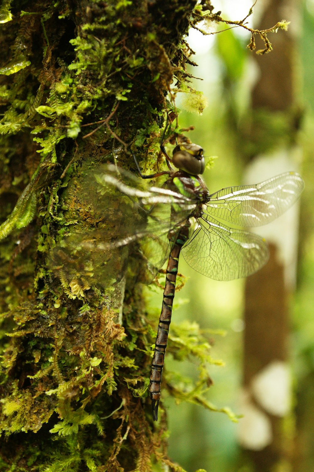 a dragonfly resting on a mossy tree branch