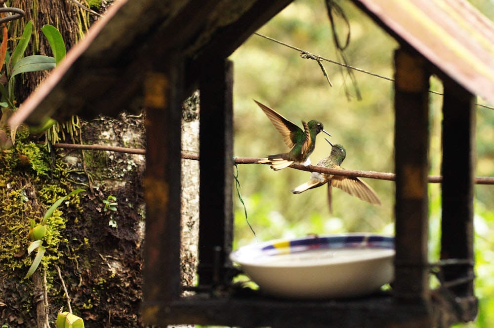 a couple of birds flying over a bowl