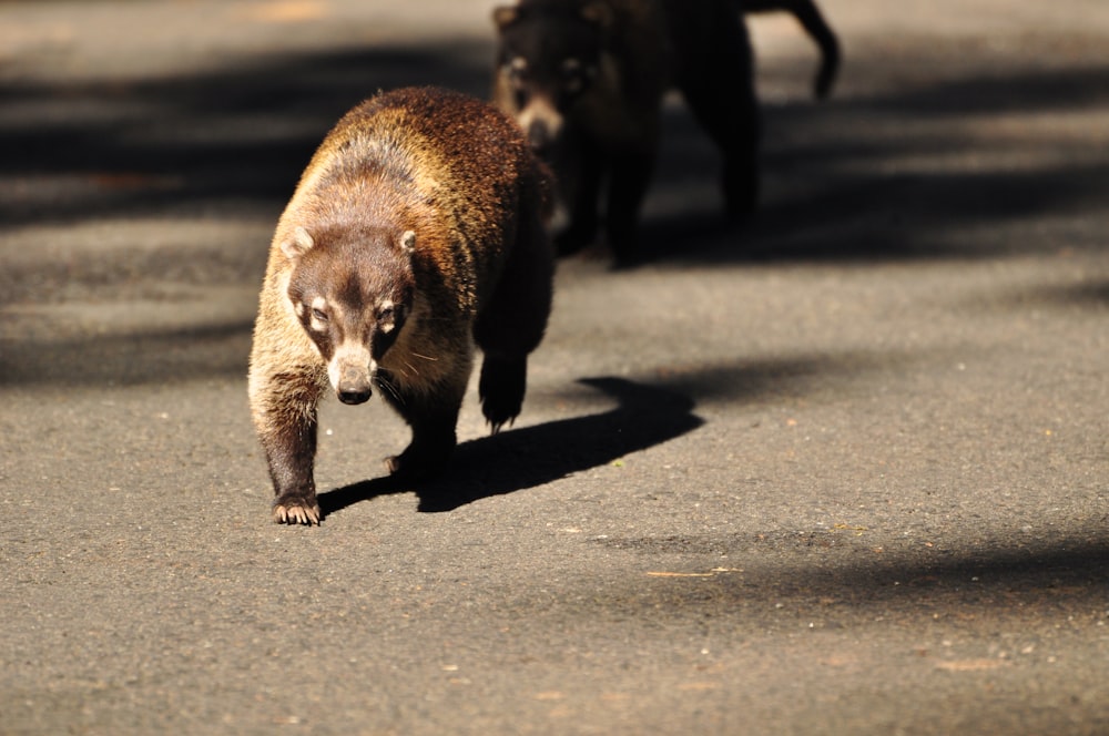 a couple of animals that are walking down a street