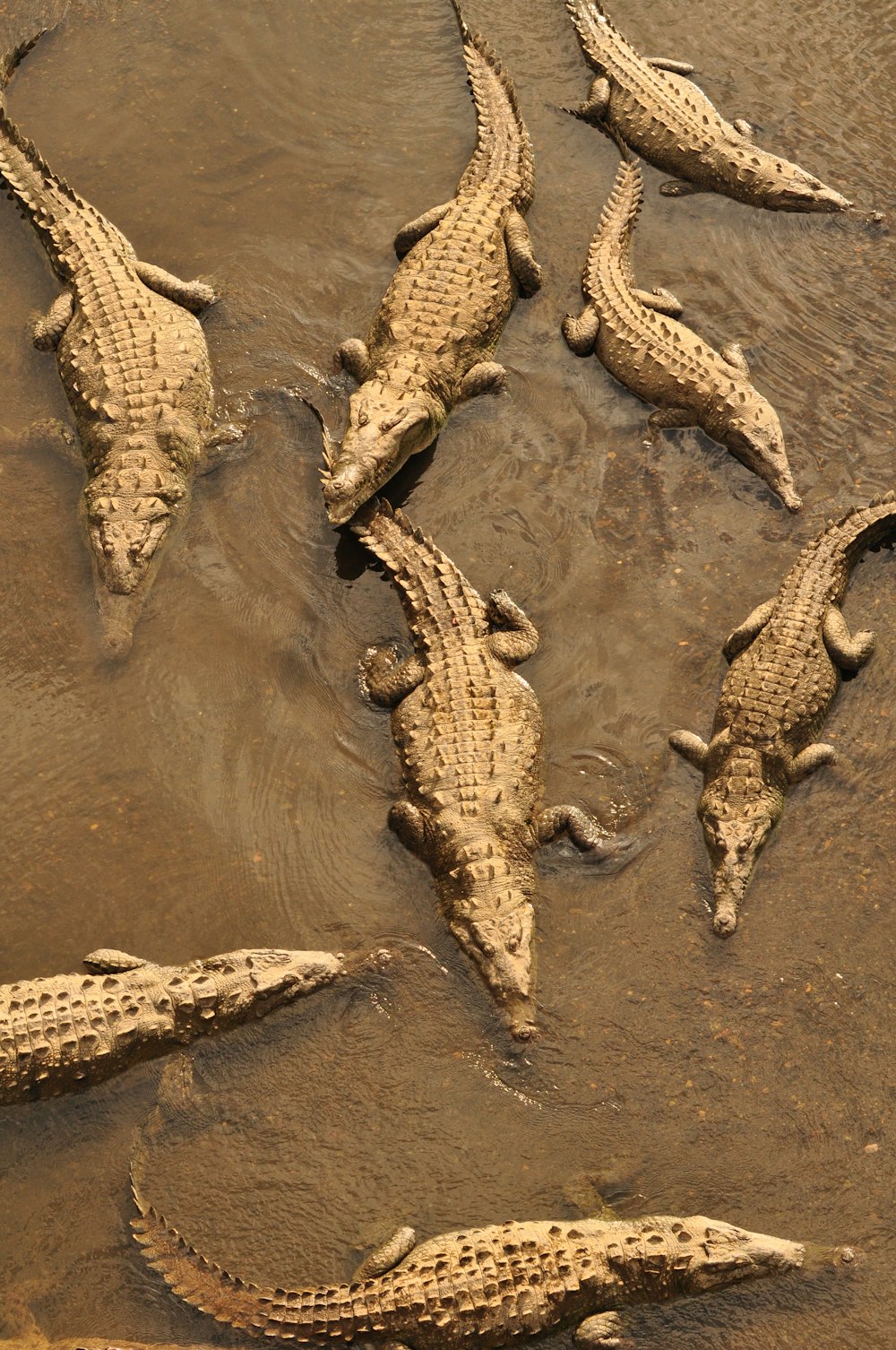 a group of alligators laying in the mud