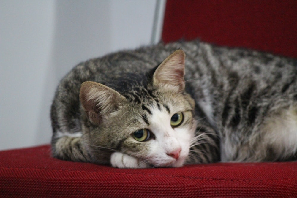 a cat laying on top of a red chair