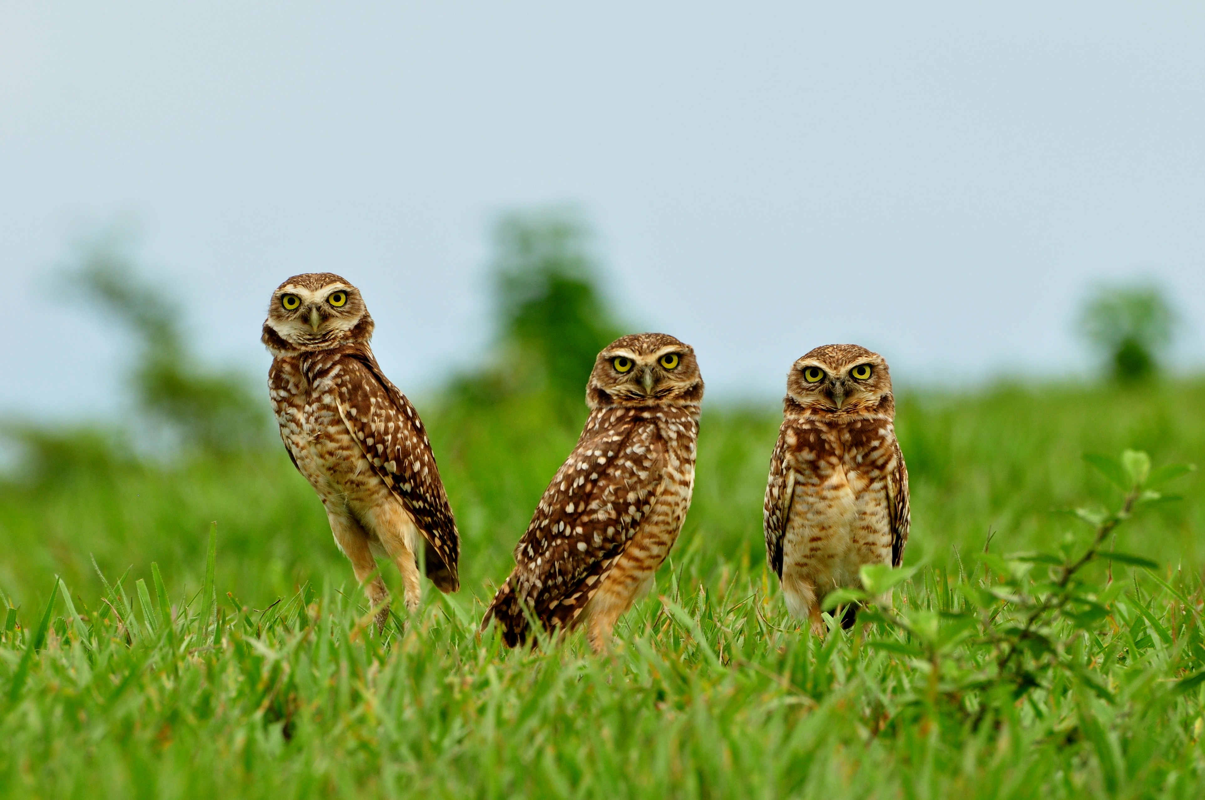 three owls are standing in a grassy field