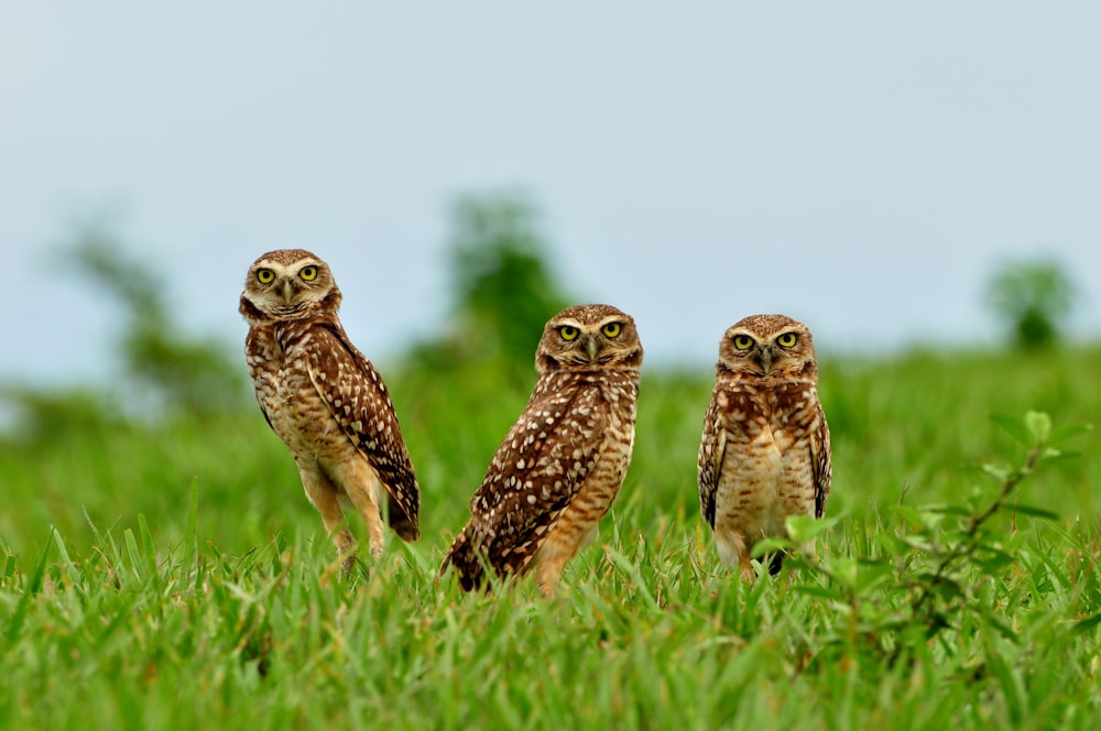 three owls are standing in a grassy field