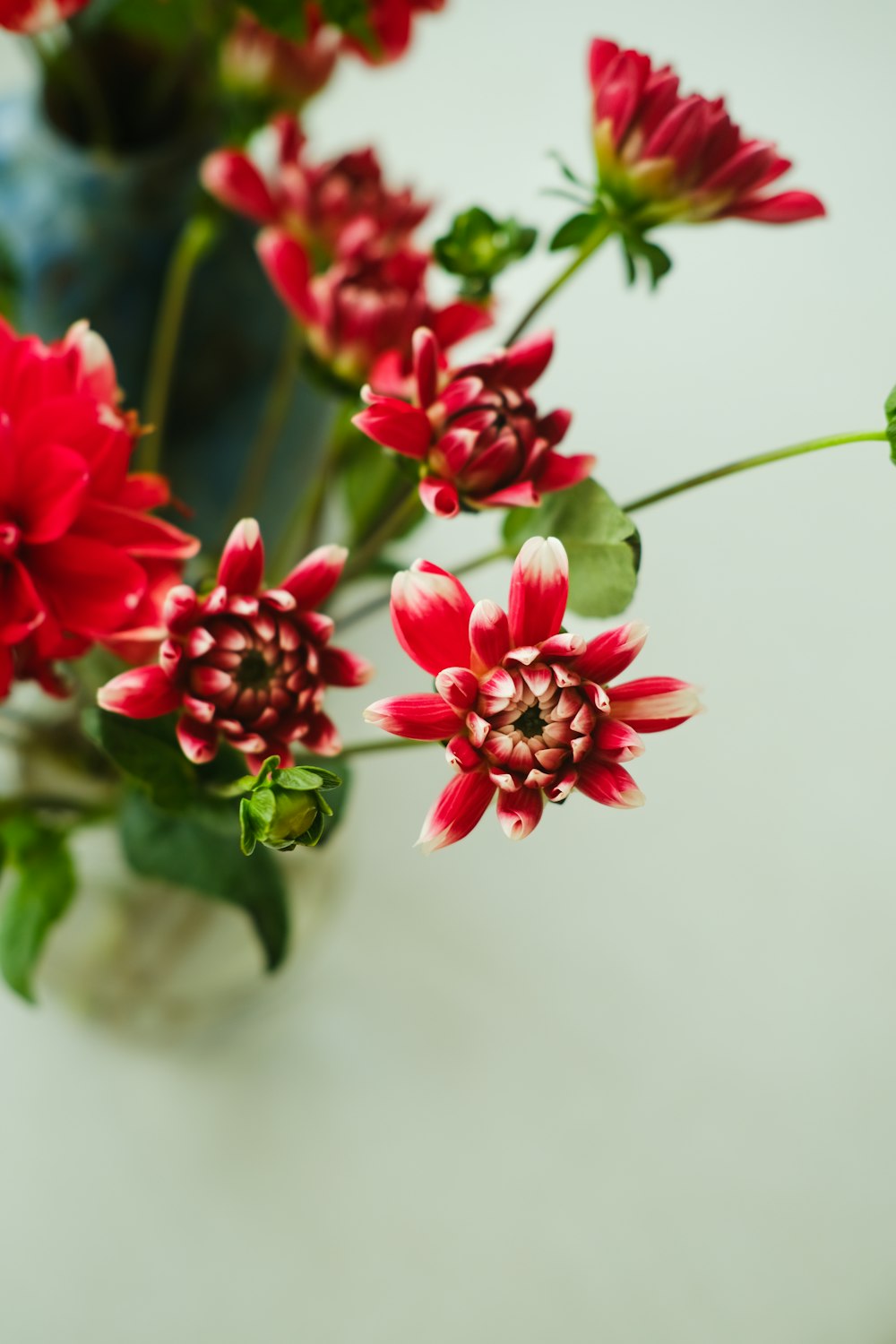 a vase filled with red flowers on top of a table