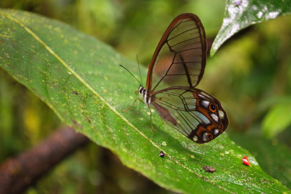 a close up of a butterfly on a leaf