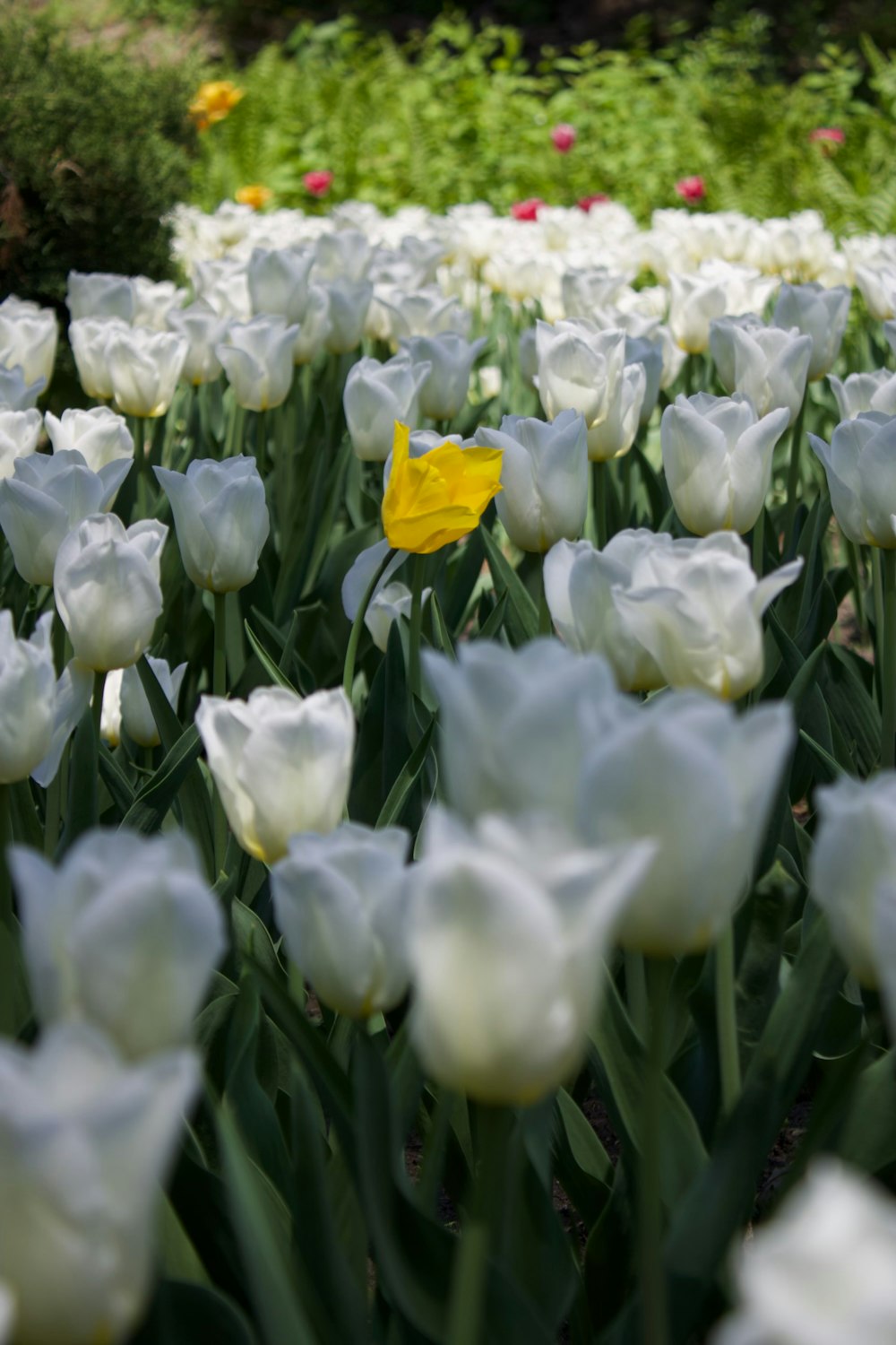 a field of white tulips with a yellow flower in the middle