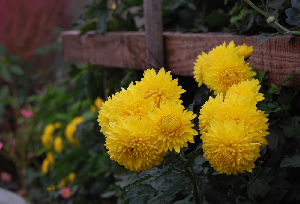 a group of yellow flowers sitting on top of a lush green field