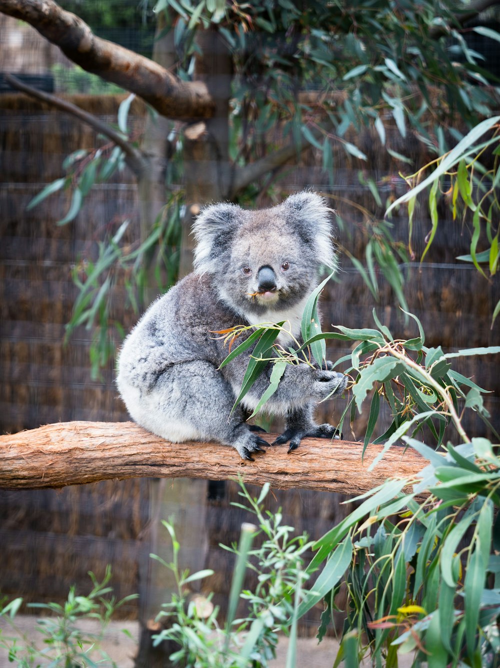 a koala bear sitting on a tree branch