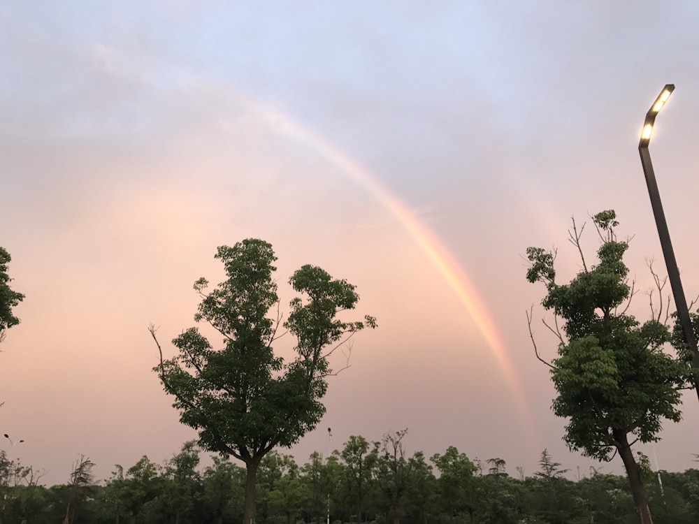 a double rainbow is seen in the sky above trees
