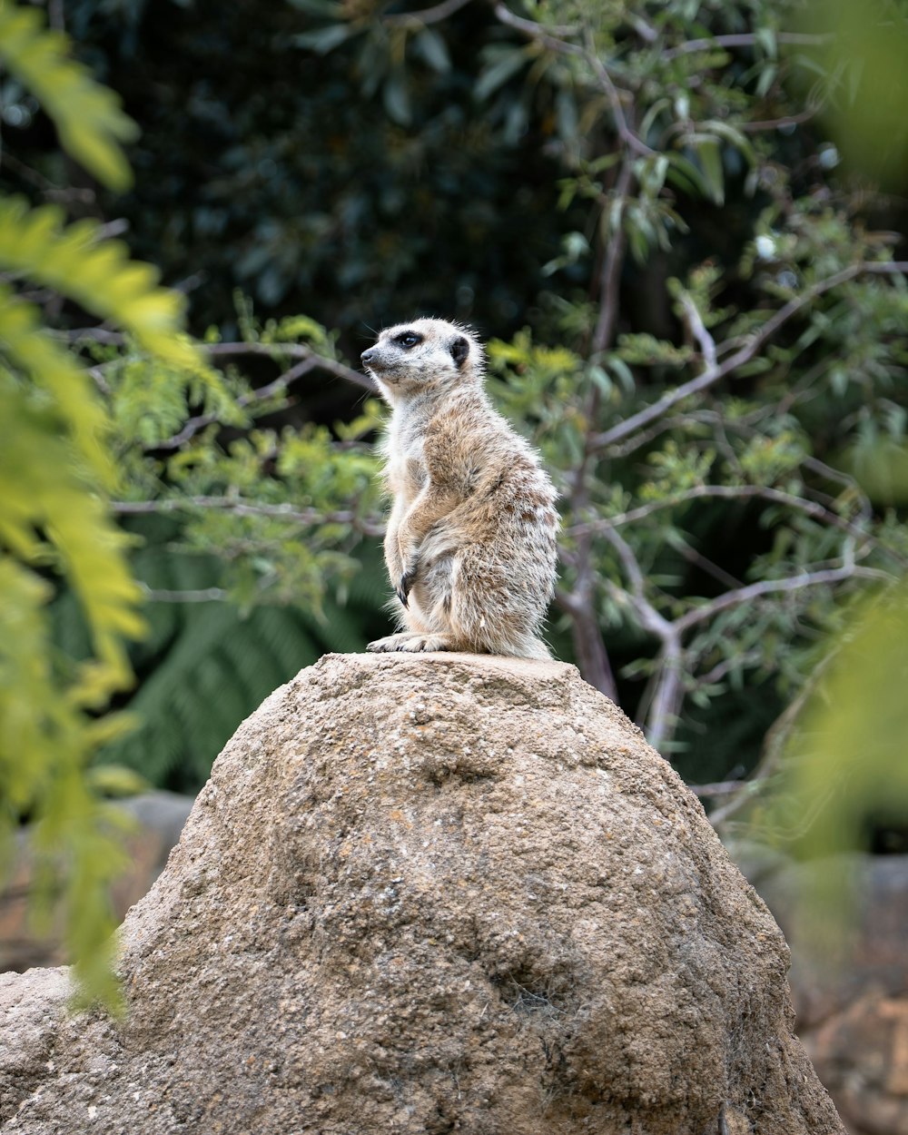 a small meerkat sitting on top of a rock