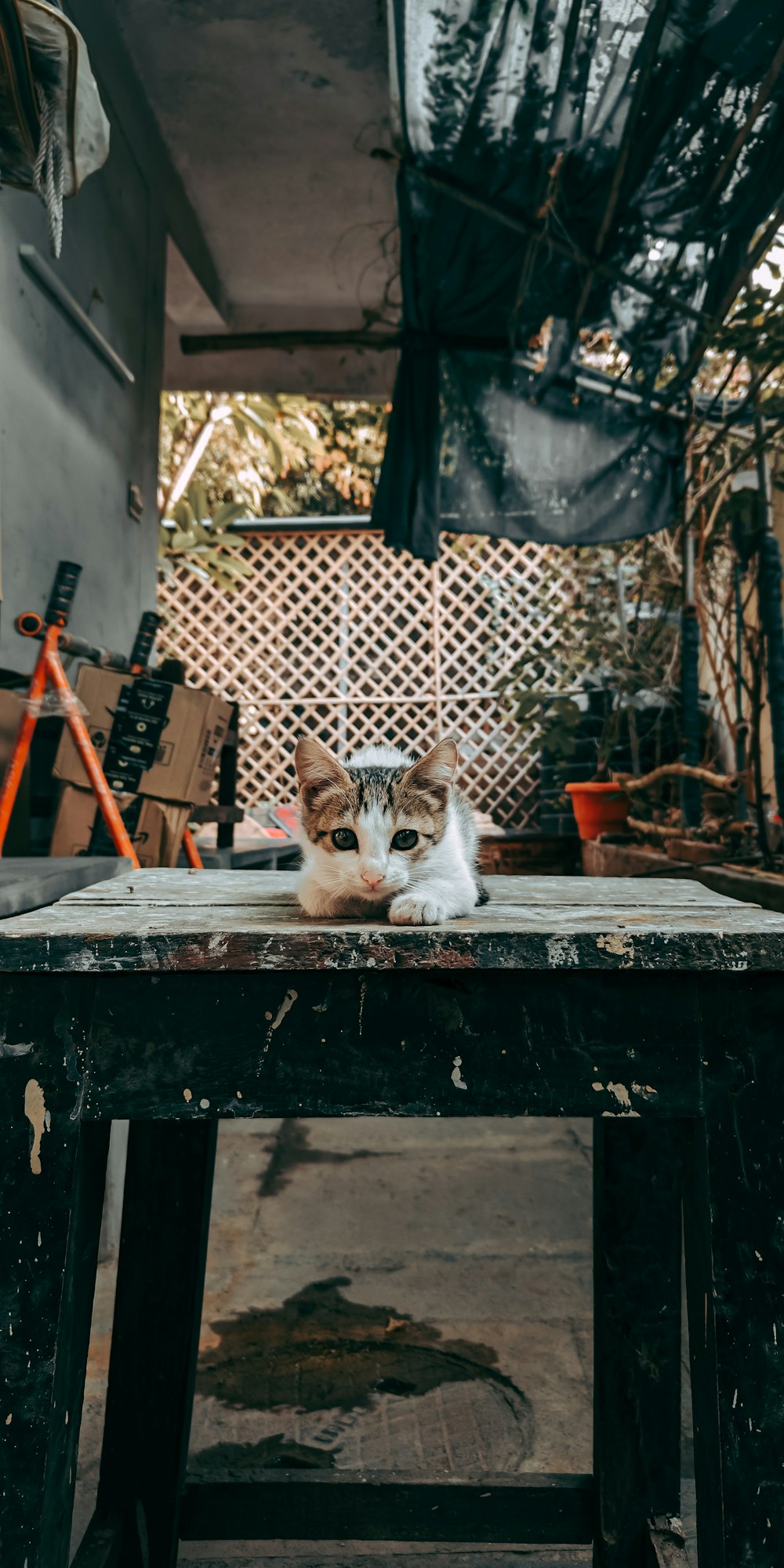 um gato sentado em cima de uma mesa de madeira