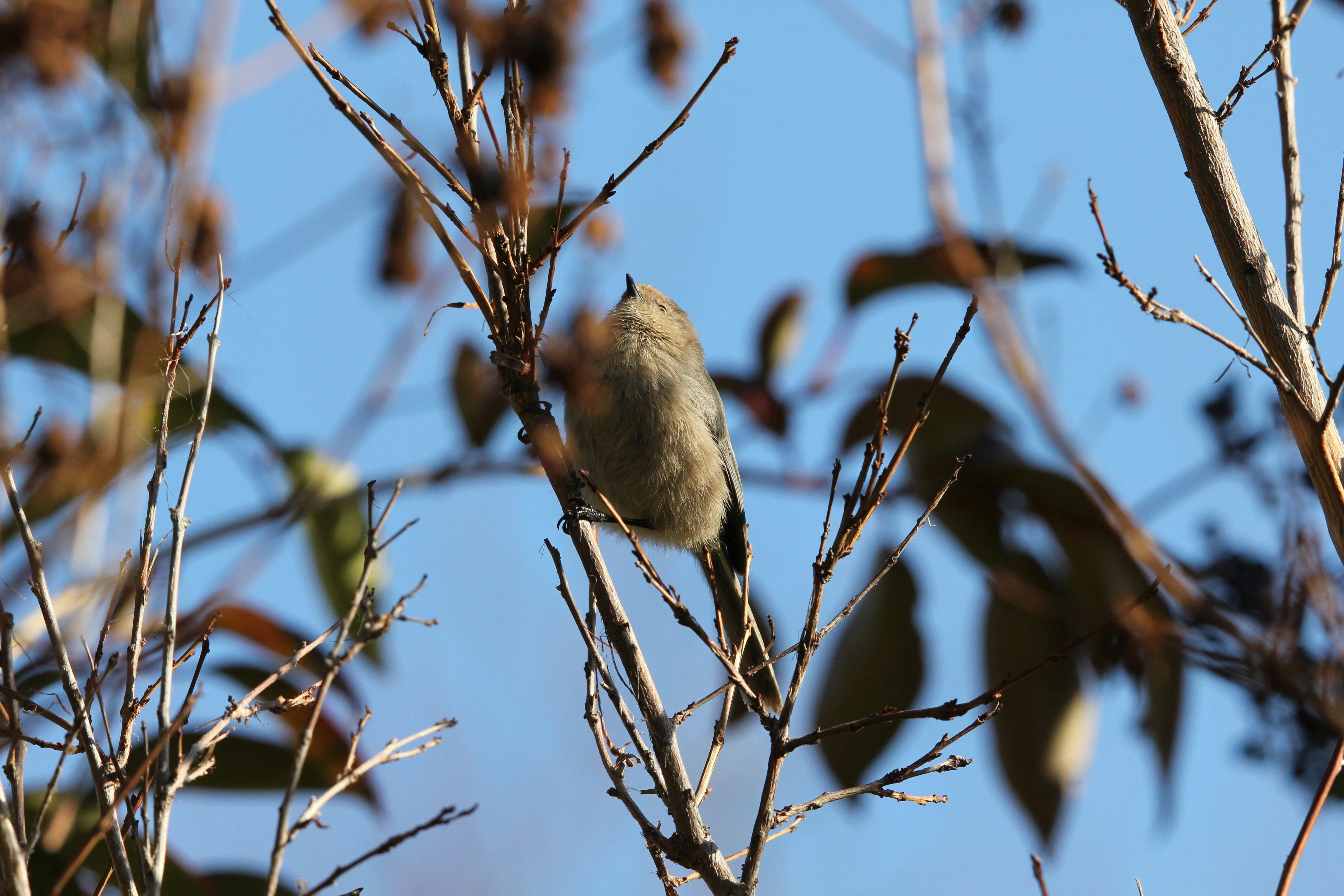 a small bird perched on top of a tree branch