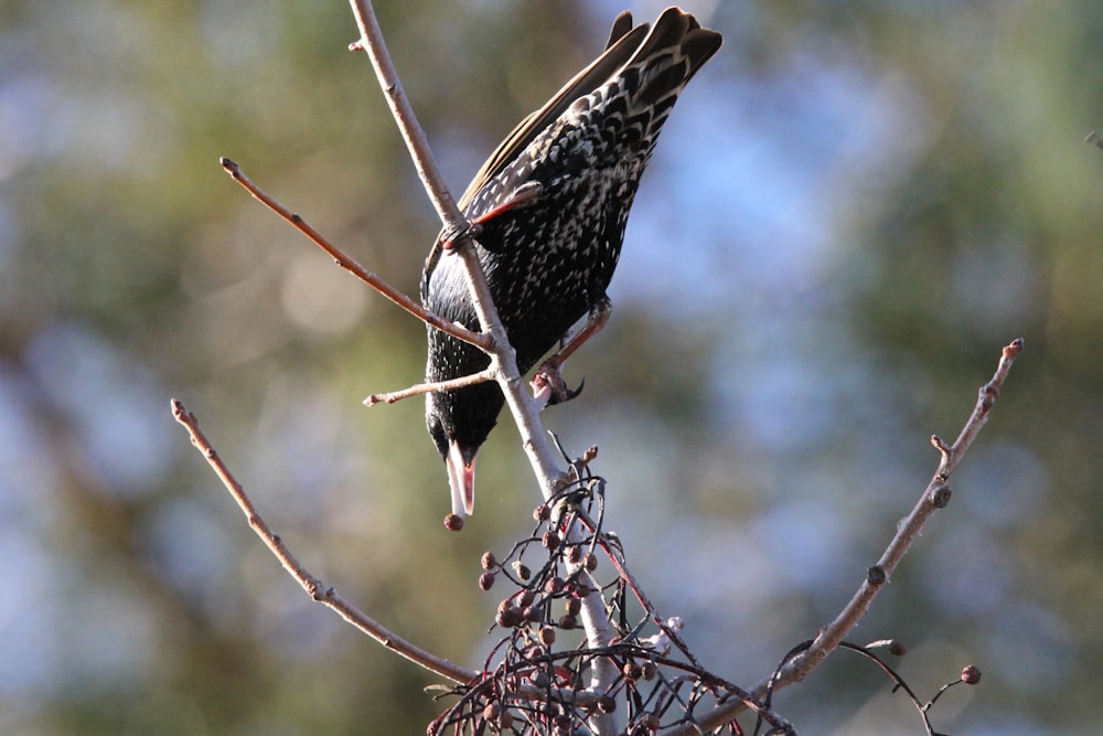 a small bird perched on a branch of a tree