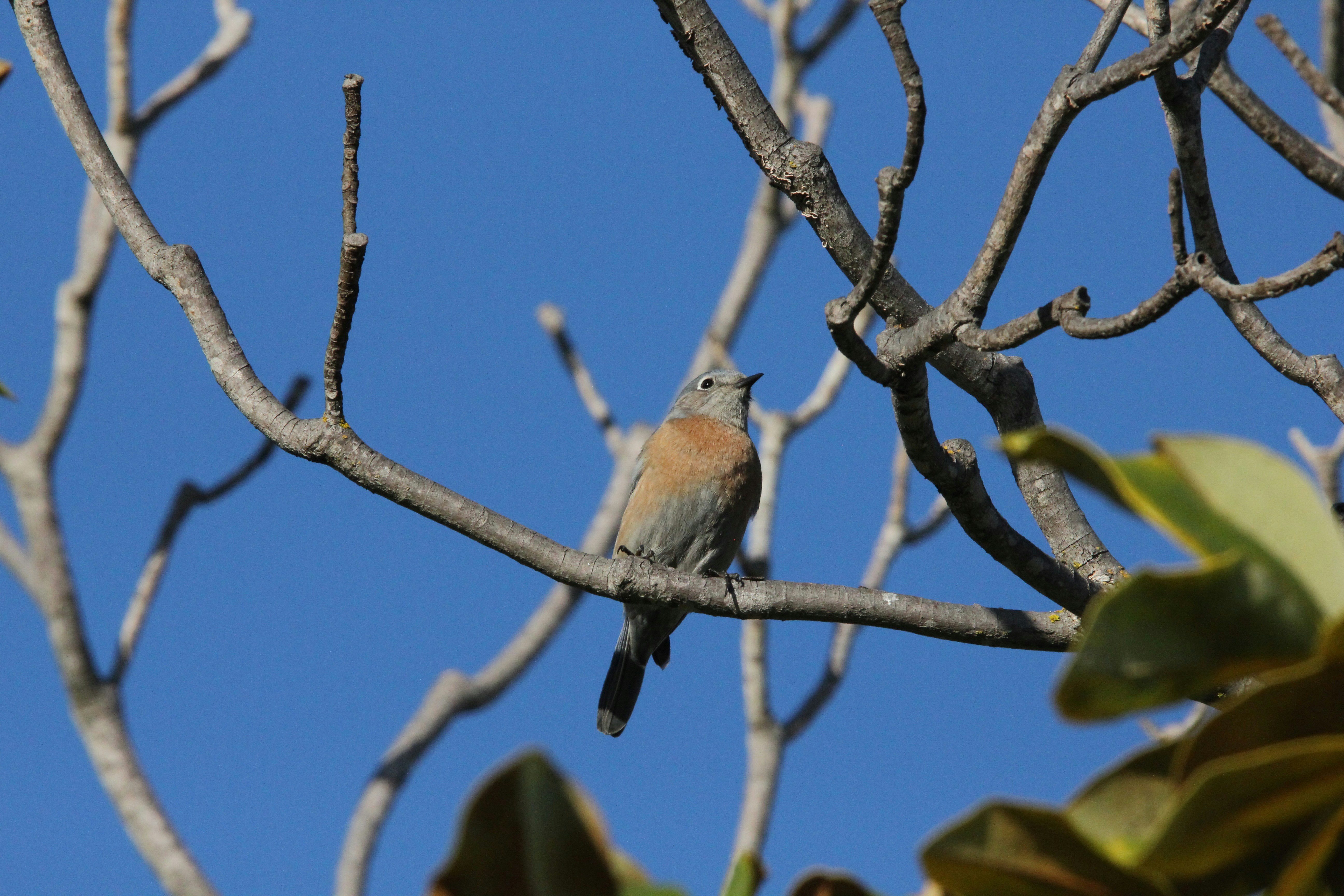 a small bird perched on a tree branch