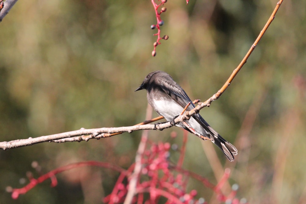 a small bird sitting on a branch of a tree