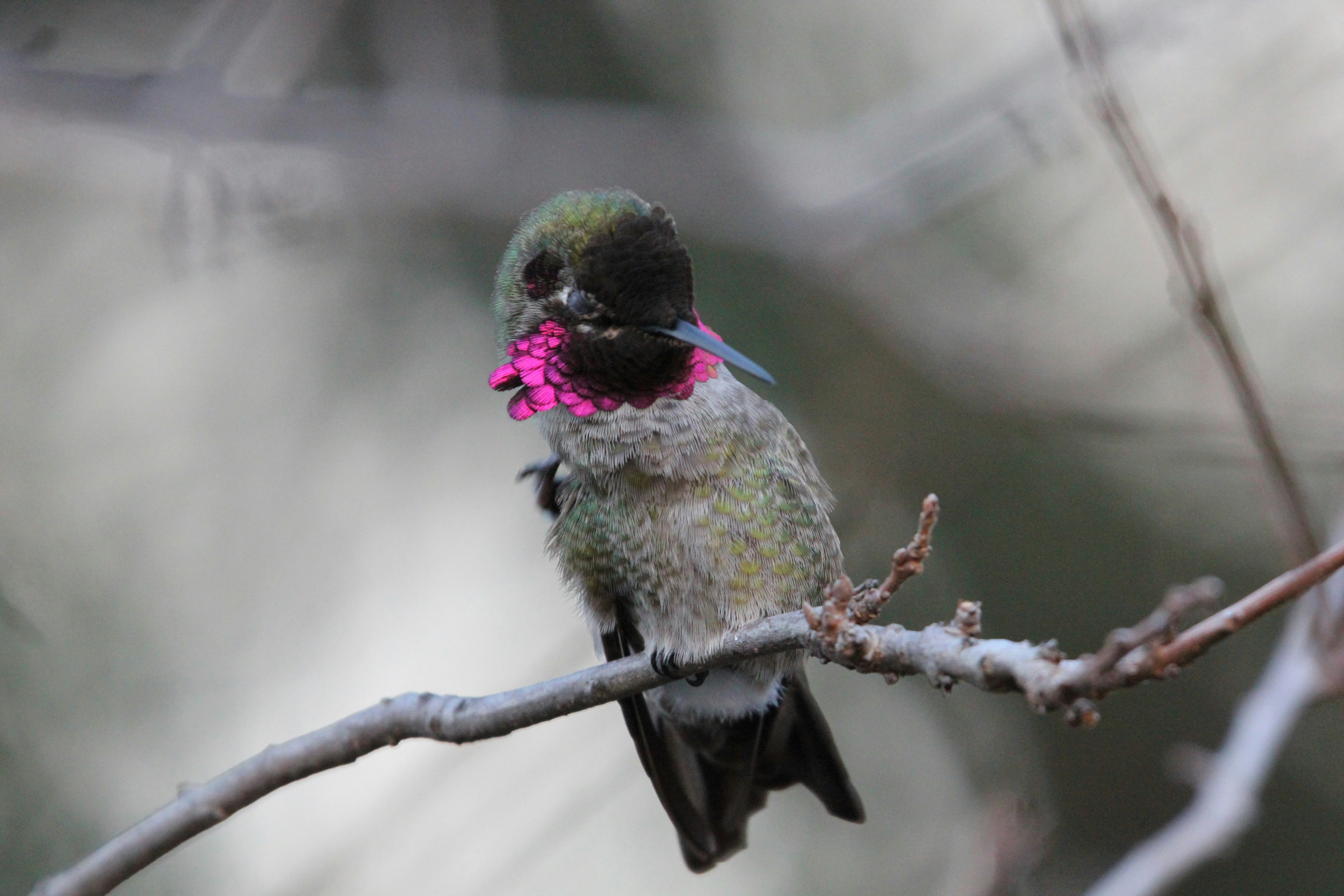 a small bird with a pink flower in its beak