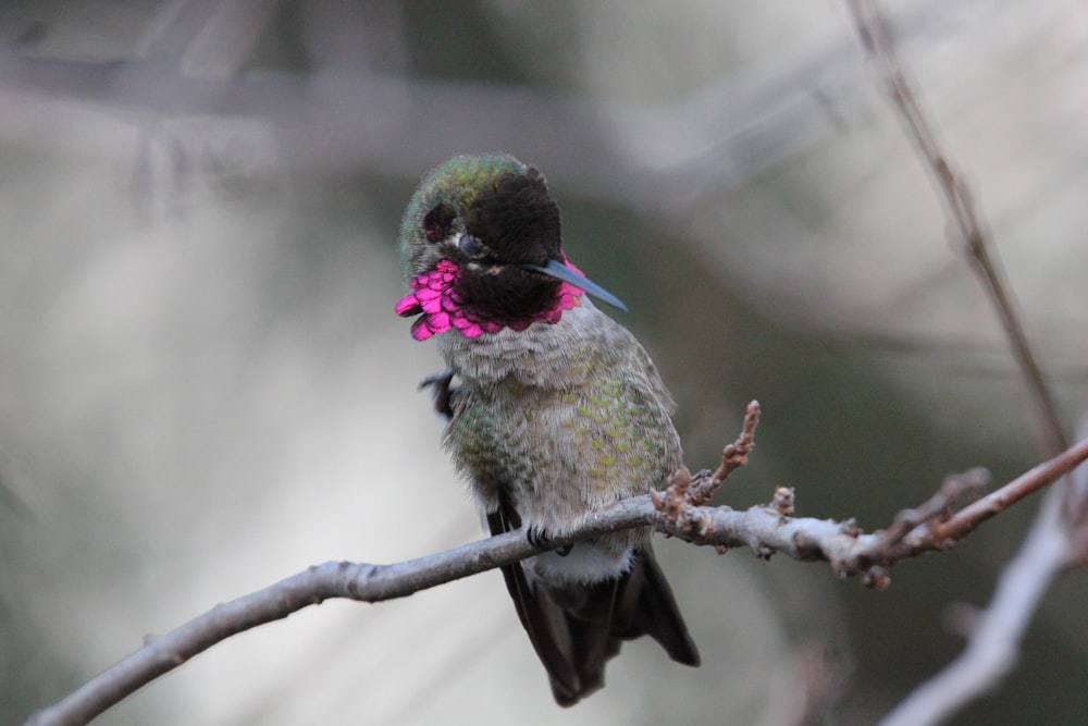 a small bird with a pink flower in its beak