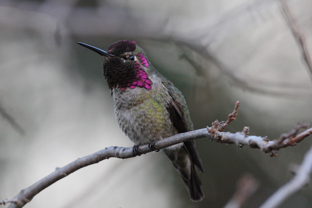 Ein Kolibri sitzt auf einem Ast eines Baumes