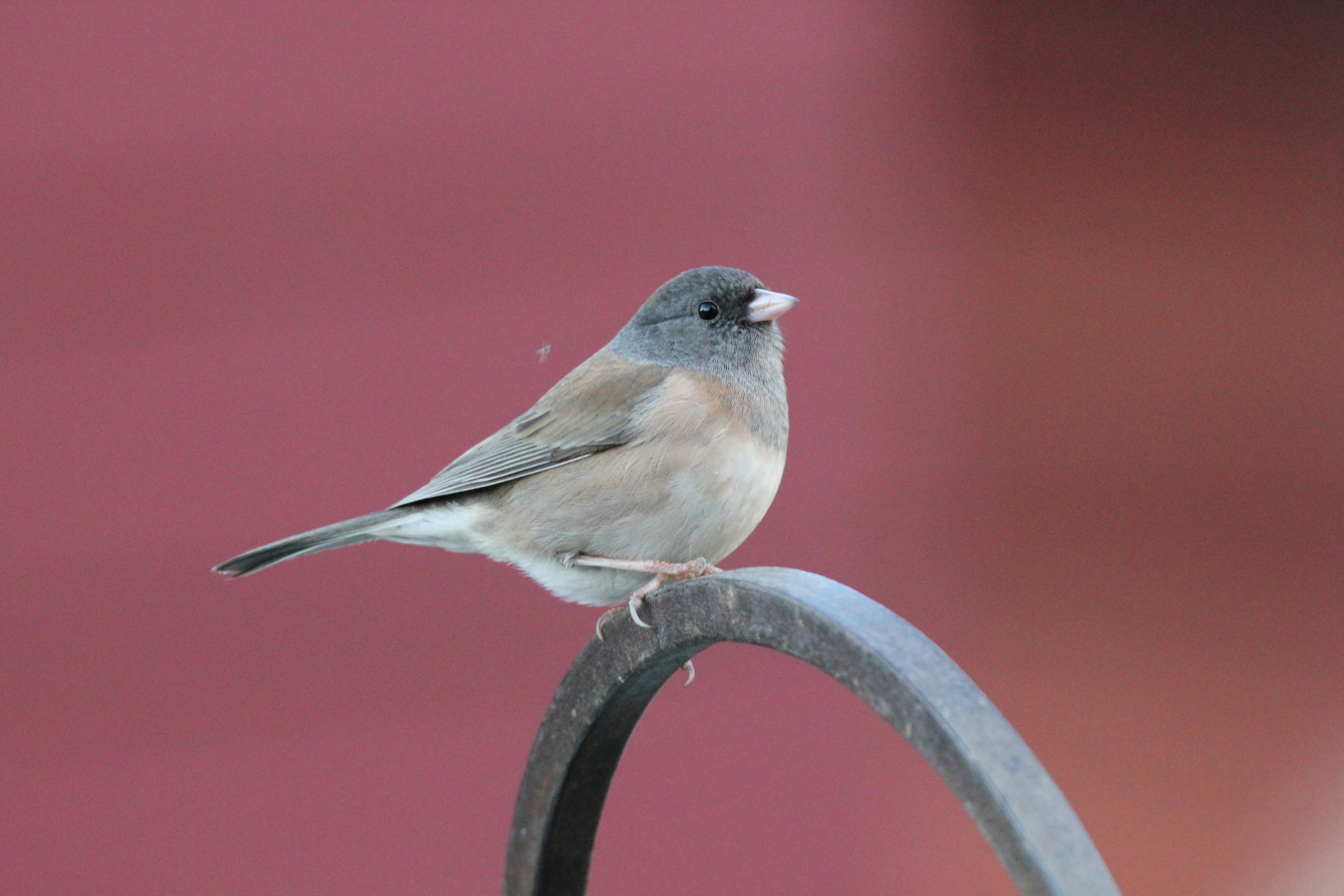 a small bird sitting on top of a metal pole