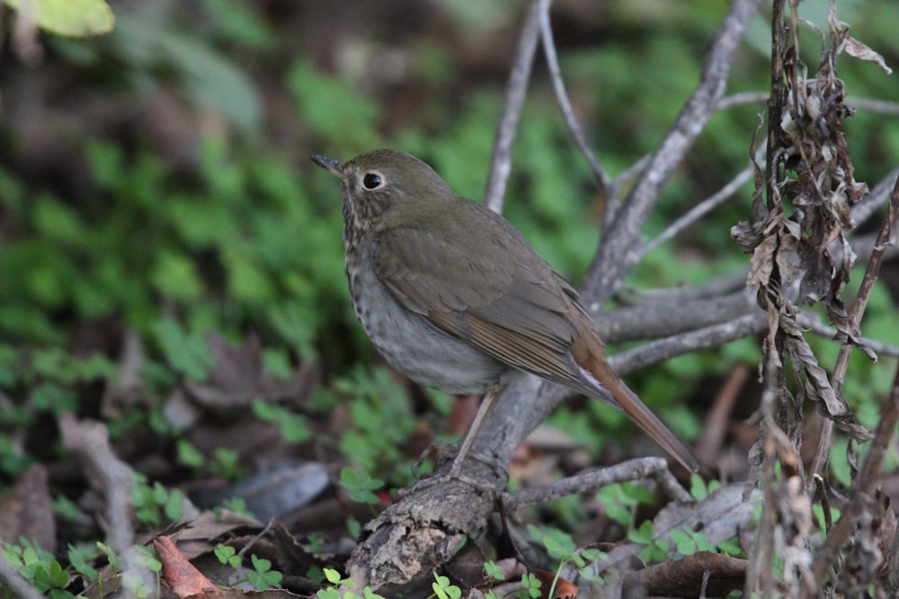 a small bird is standing on the ground