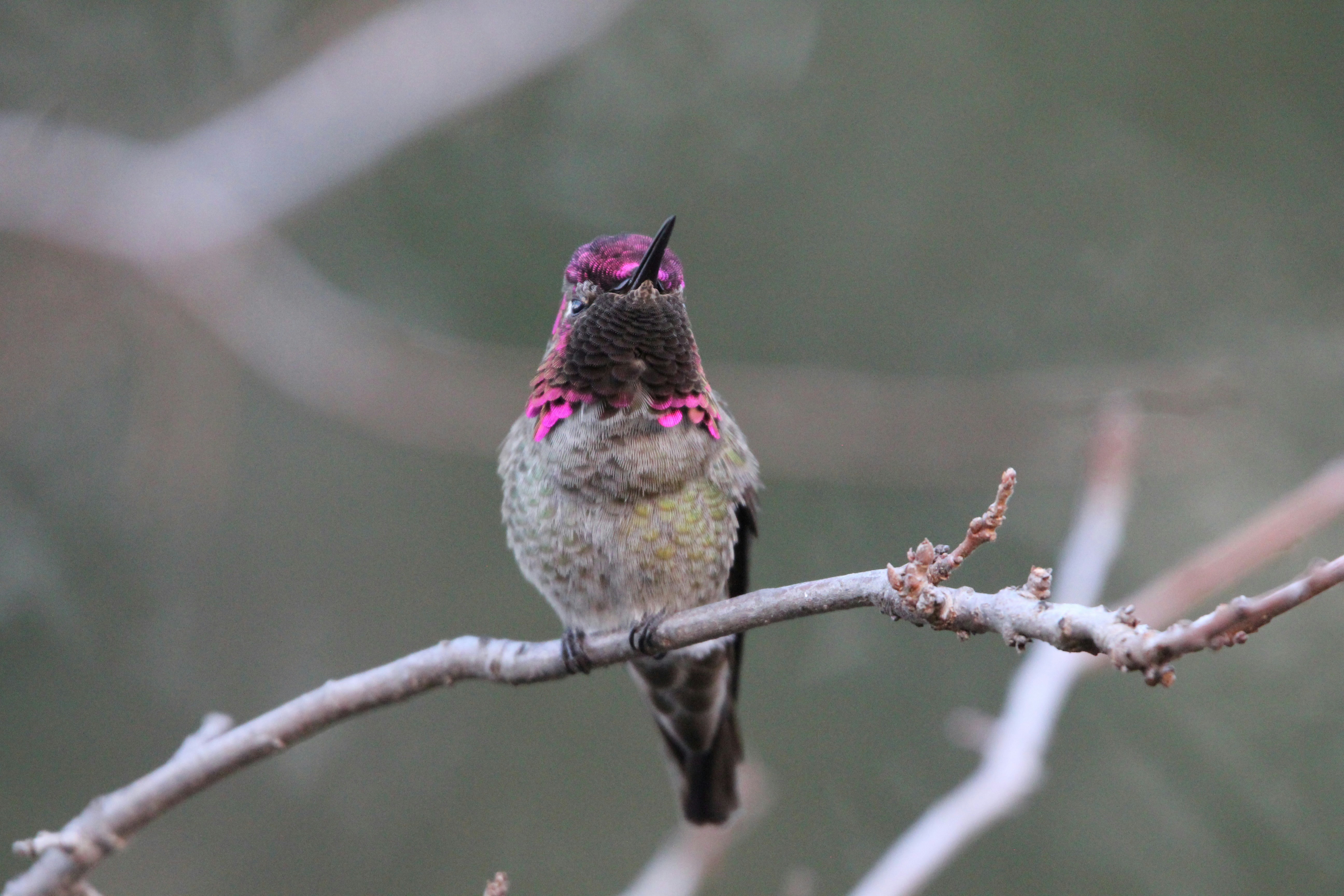 a small bird sitting on a branch of a tree