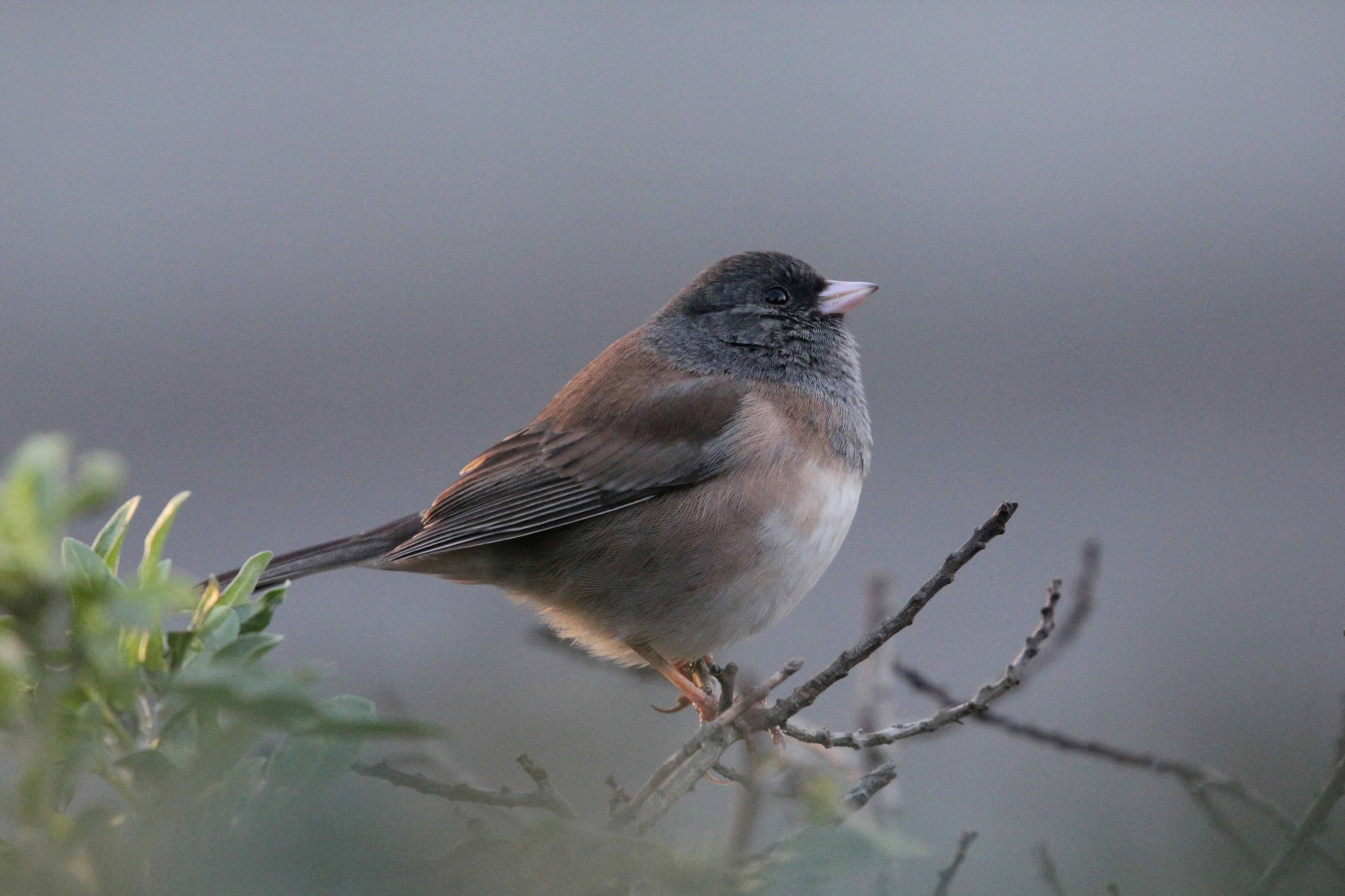 a small bird perched on top of a tree branch
