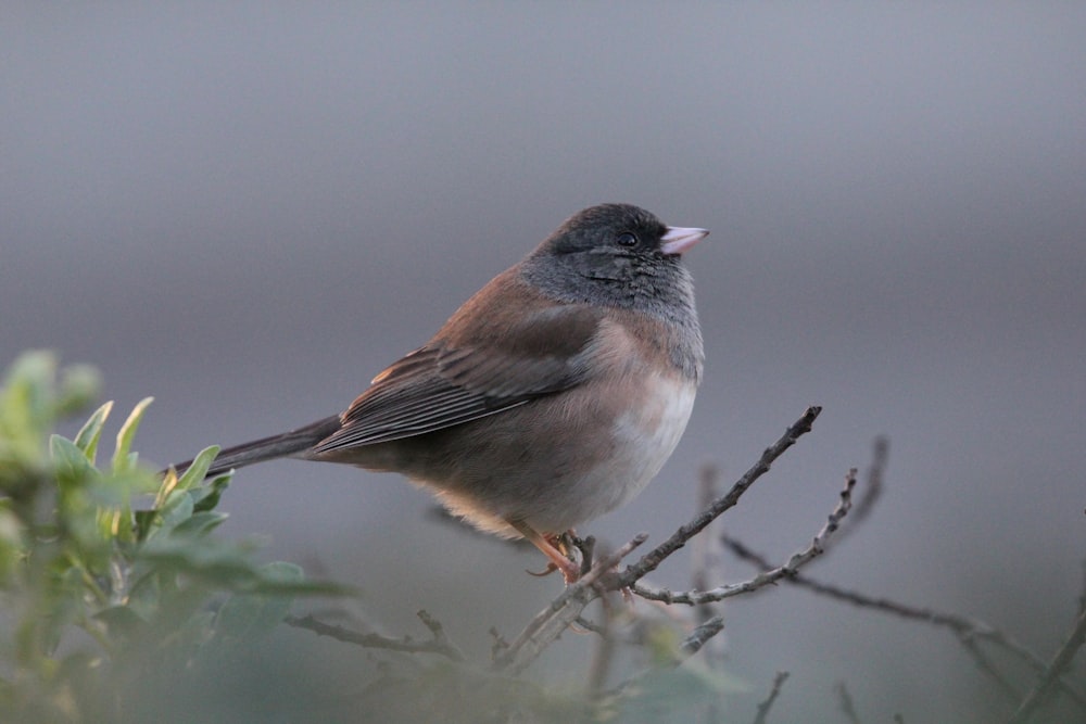 a small bird perched on top of a tree branch