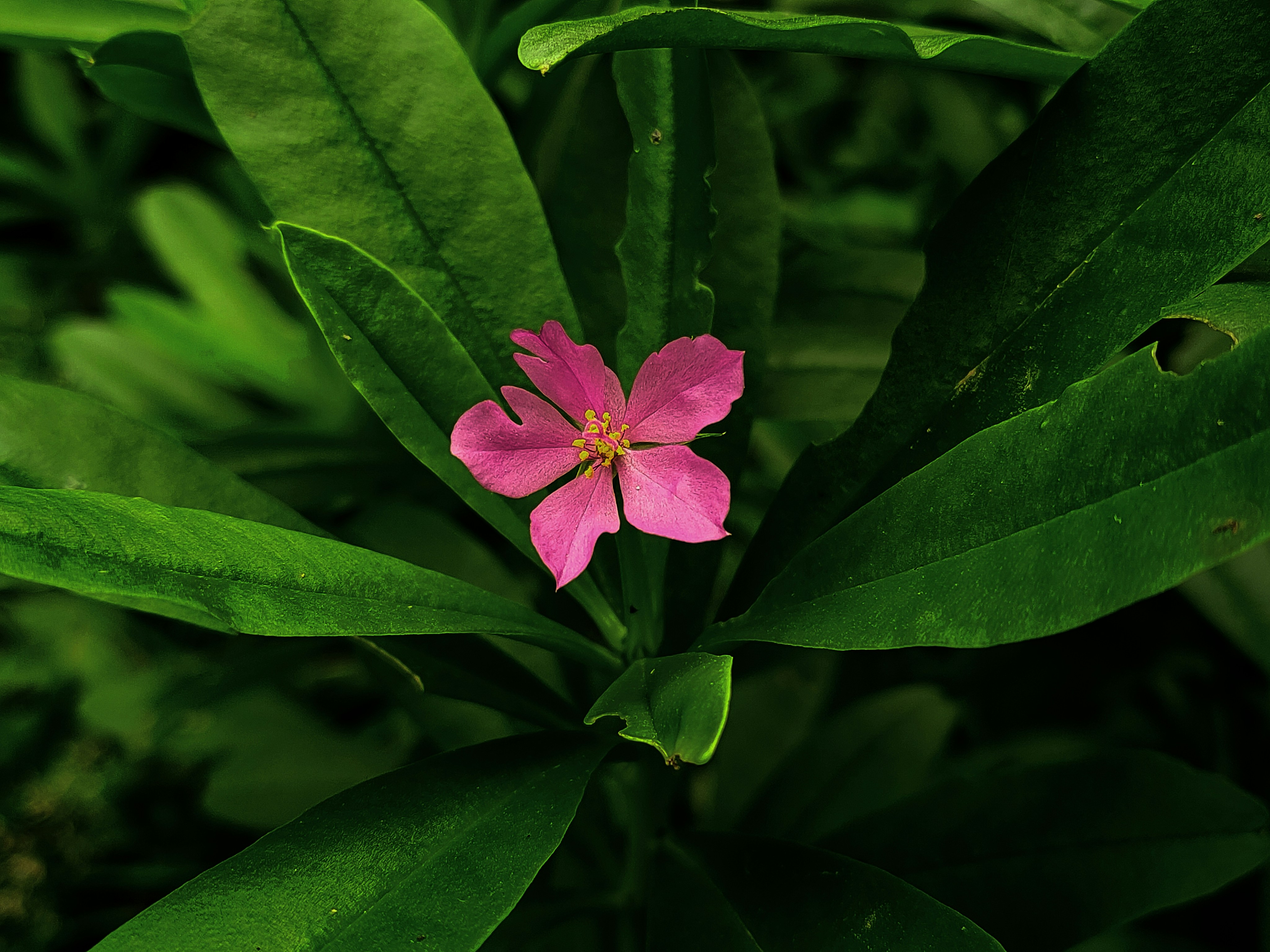 Photo by sujaypaulsp