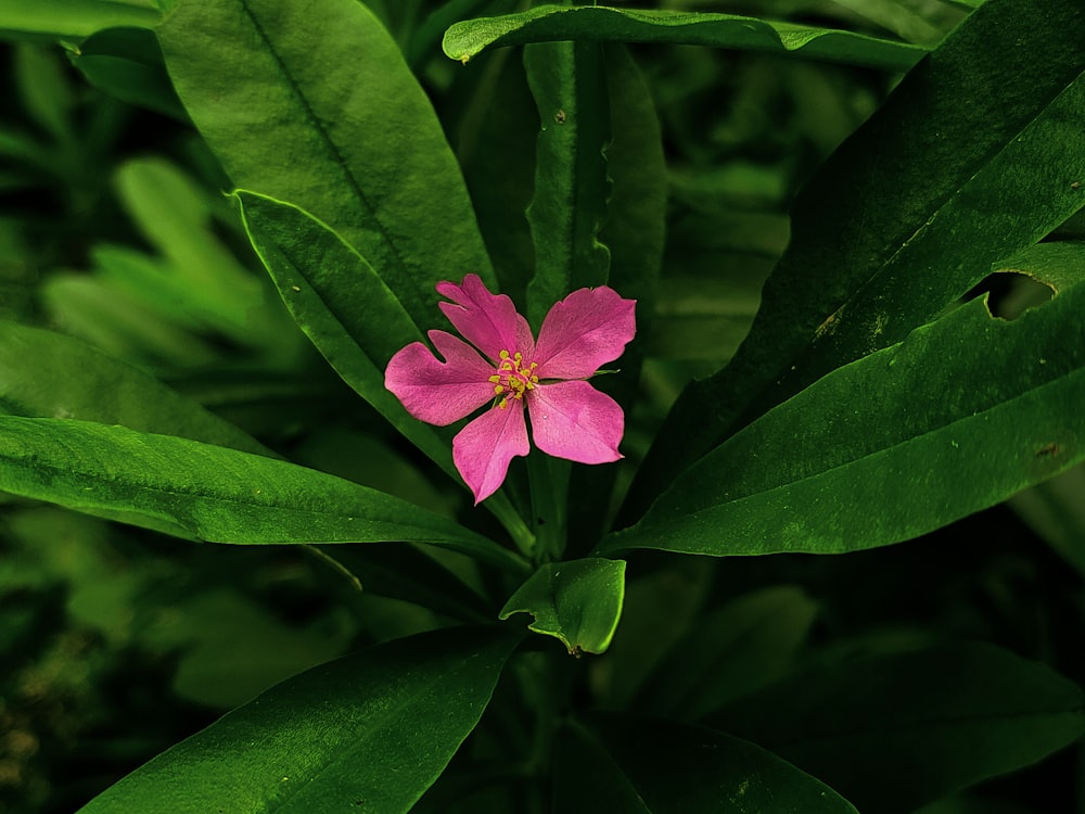 a pink flower is blooming on a green plant