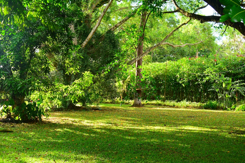 a lush green park with trees and grass