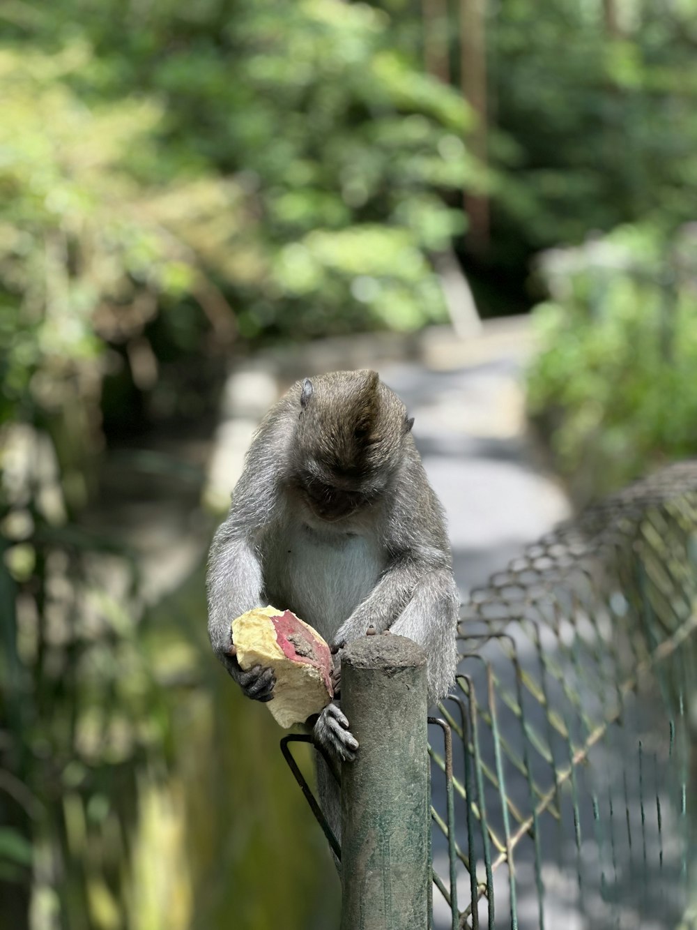 a monkey sitting on a fence eating a banana