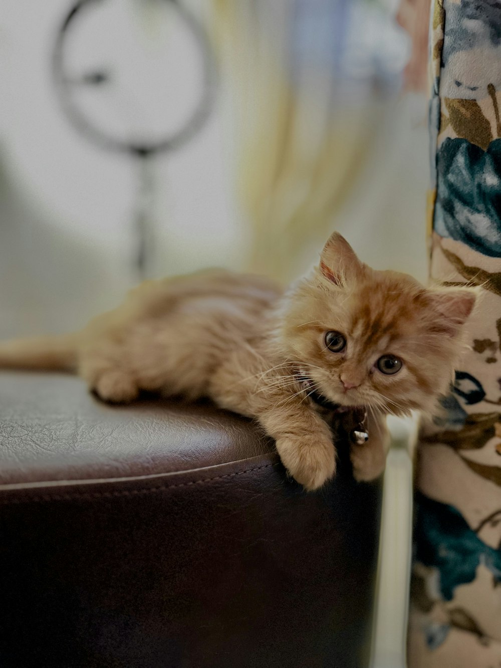 의자 위에 누워 있는 작은 주황색 새끼 고양이