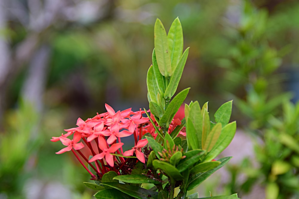 a close up of a red flower on a tree