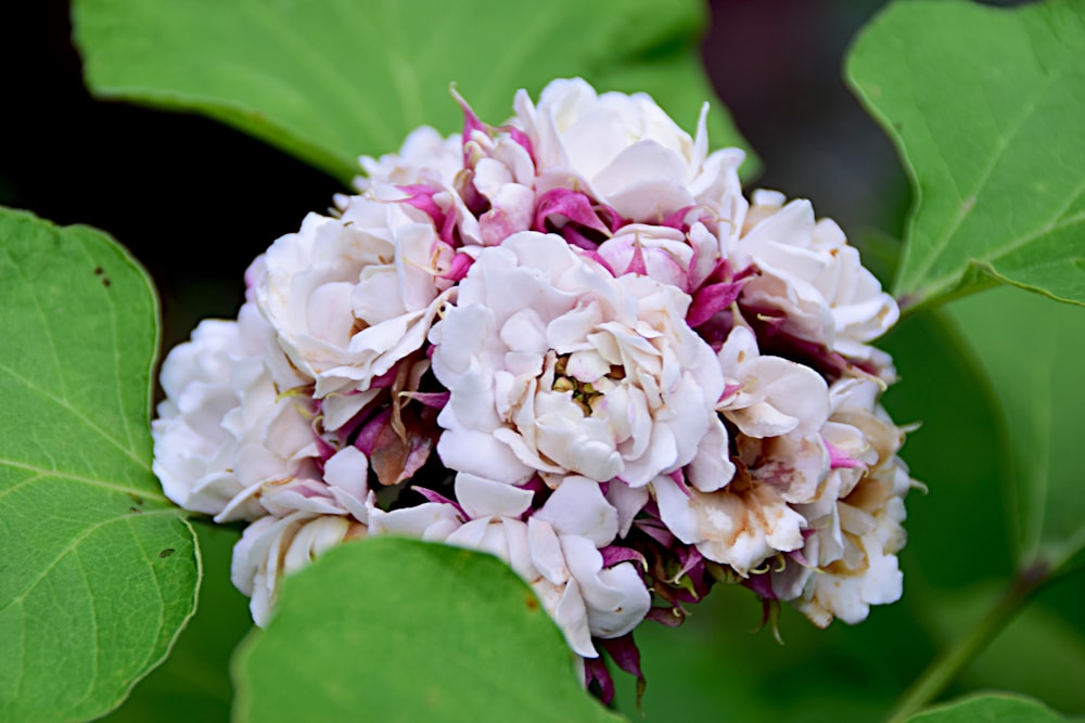 a white and pink flower with green leaves