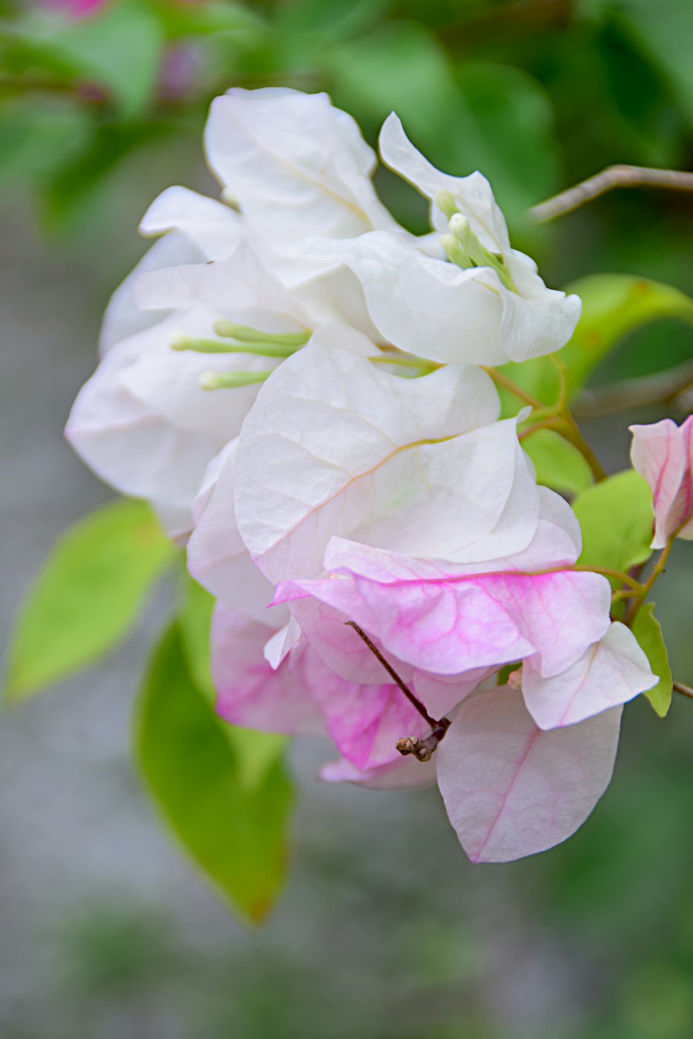 a white and pink flower with green leaves