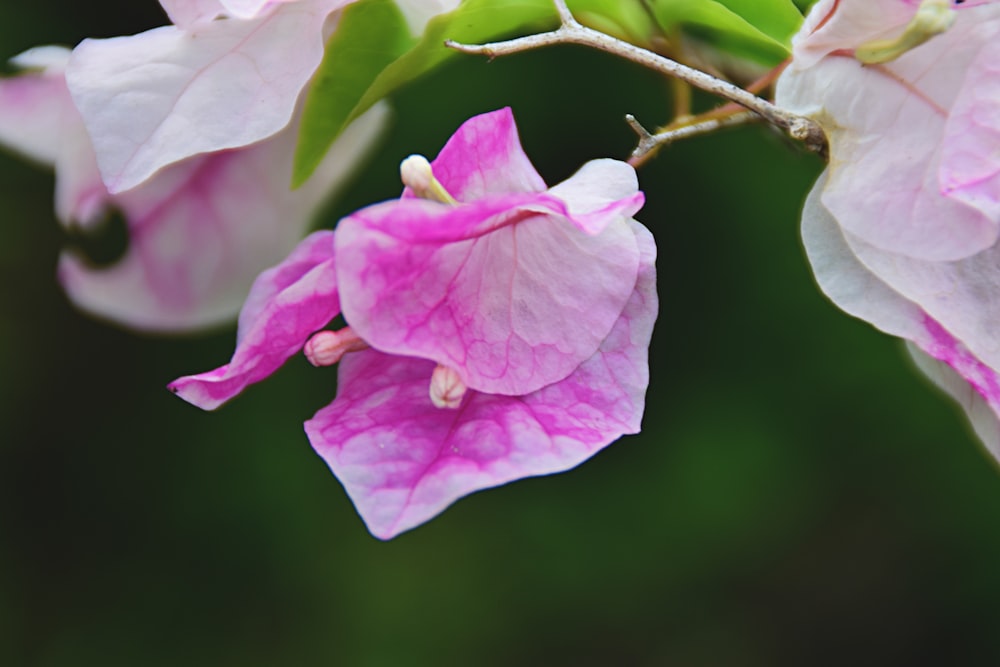 a close up of a pink flower on a tree