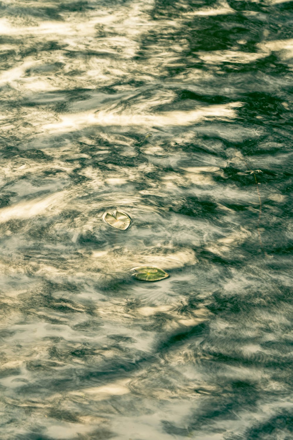 a bottle floating on top of a body of water