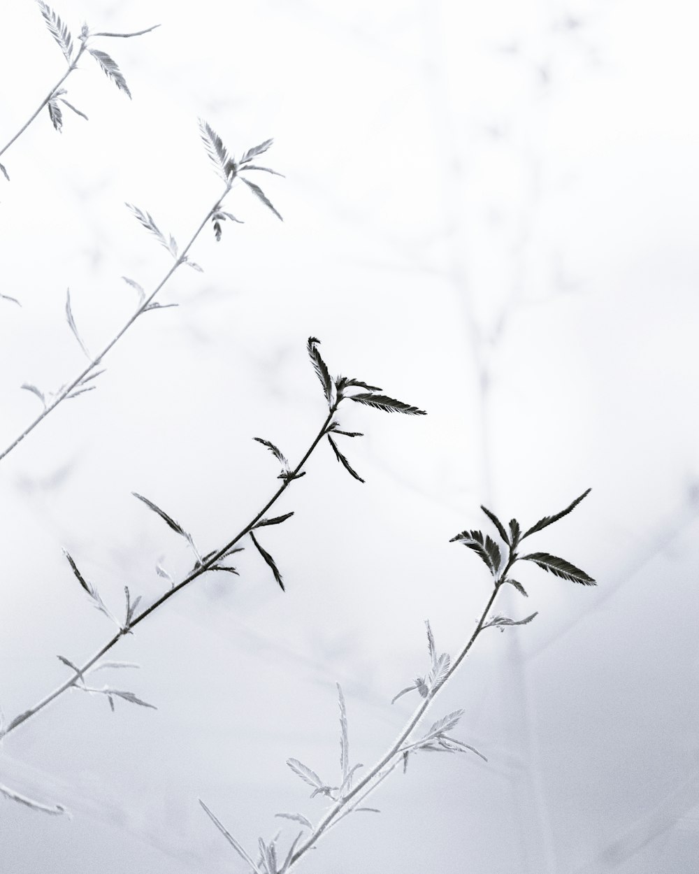 a black and white photo of a plant