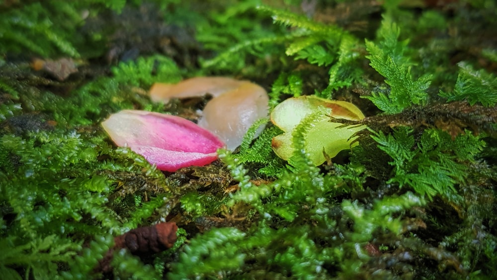 a pink flower sitting on top of a lush green field