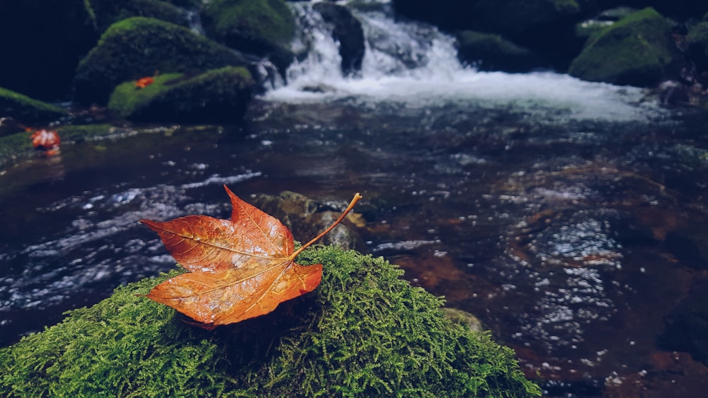 a leaf that is sitting on some moss