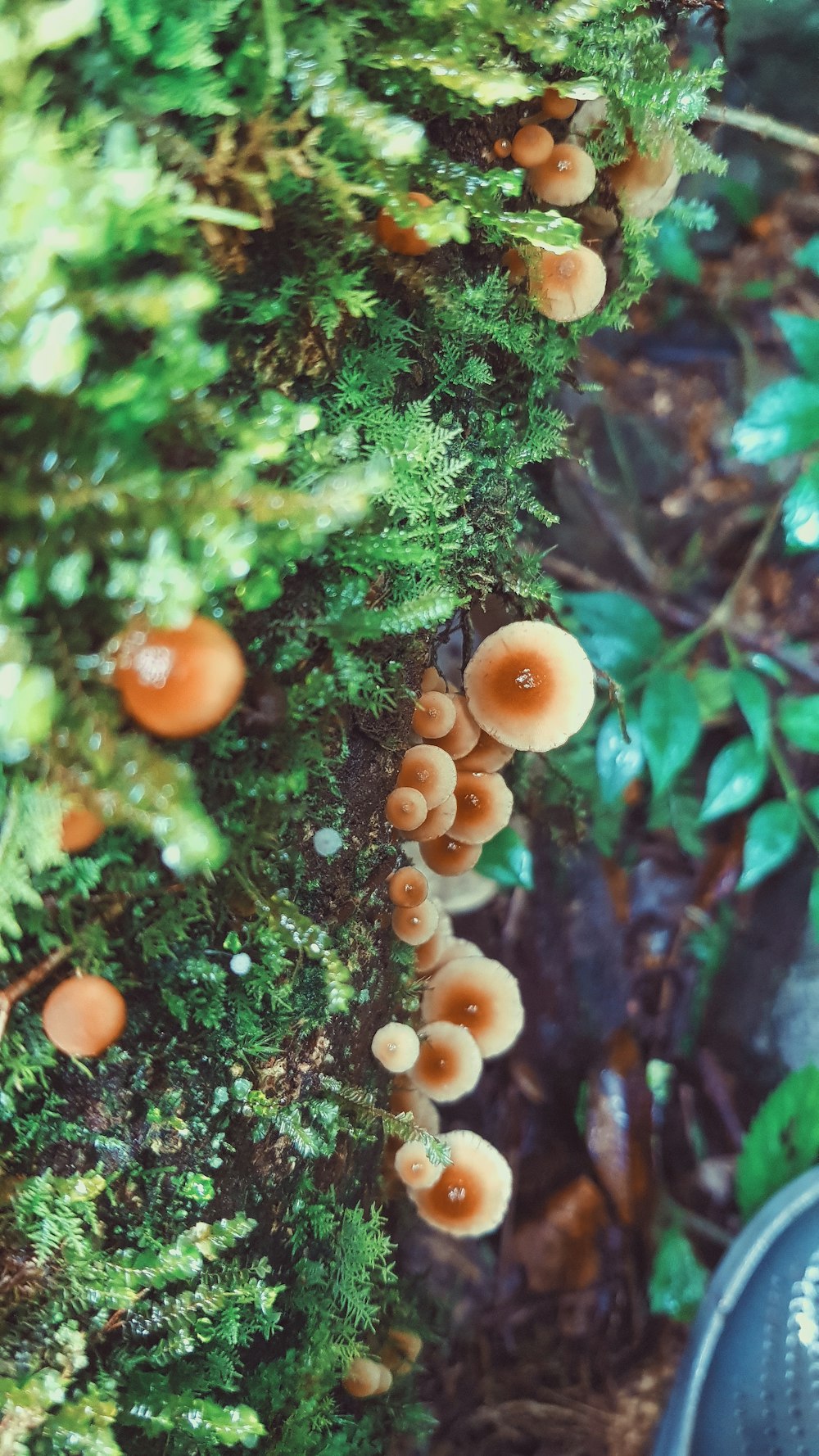 a group of mushrooms growing on the side of a tree