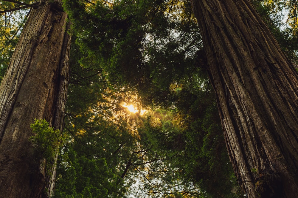 Die Sonne scheint durch die hohen Bäume im Wald