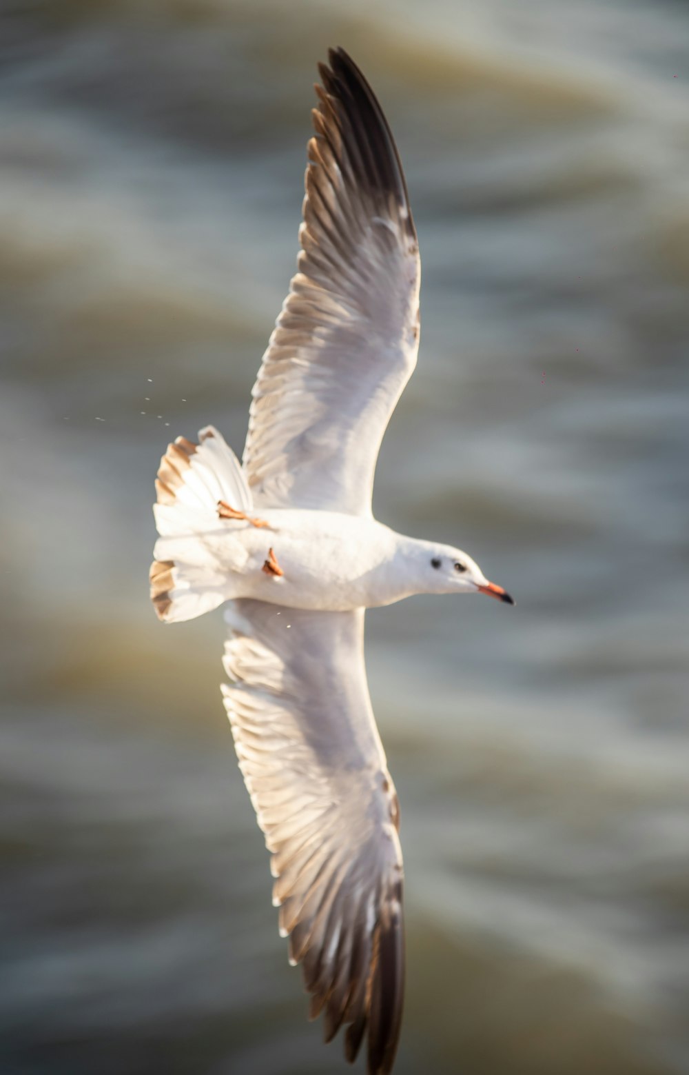 a white bird flying over a body of water