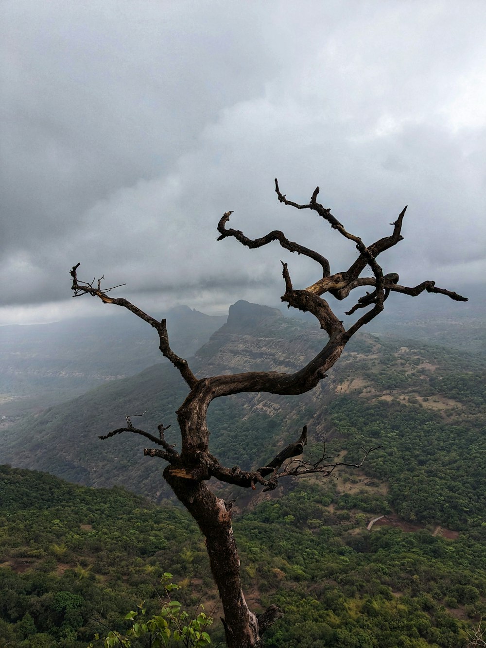 a dead tree in the middle of a mountain range