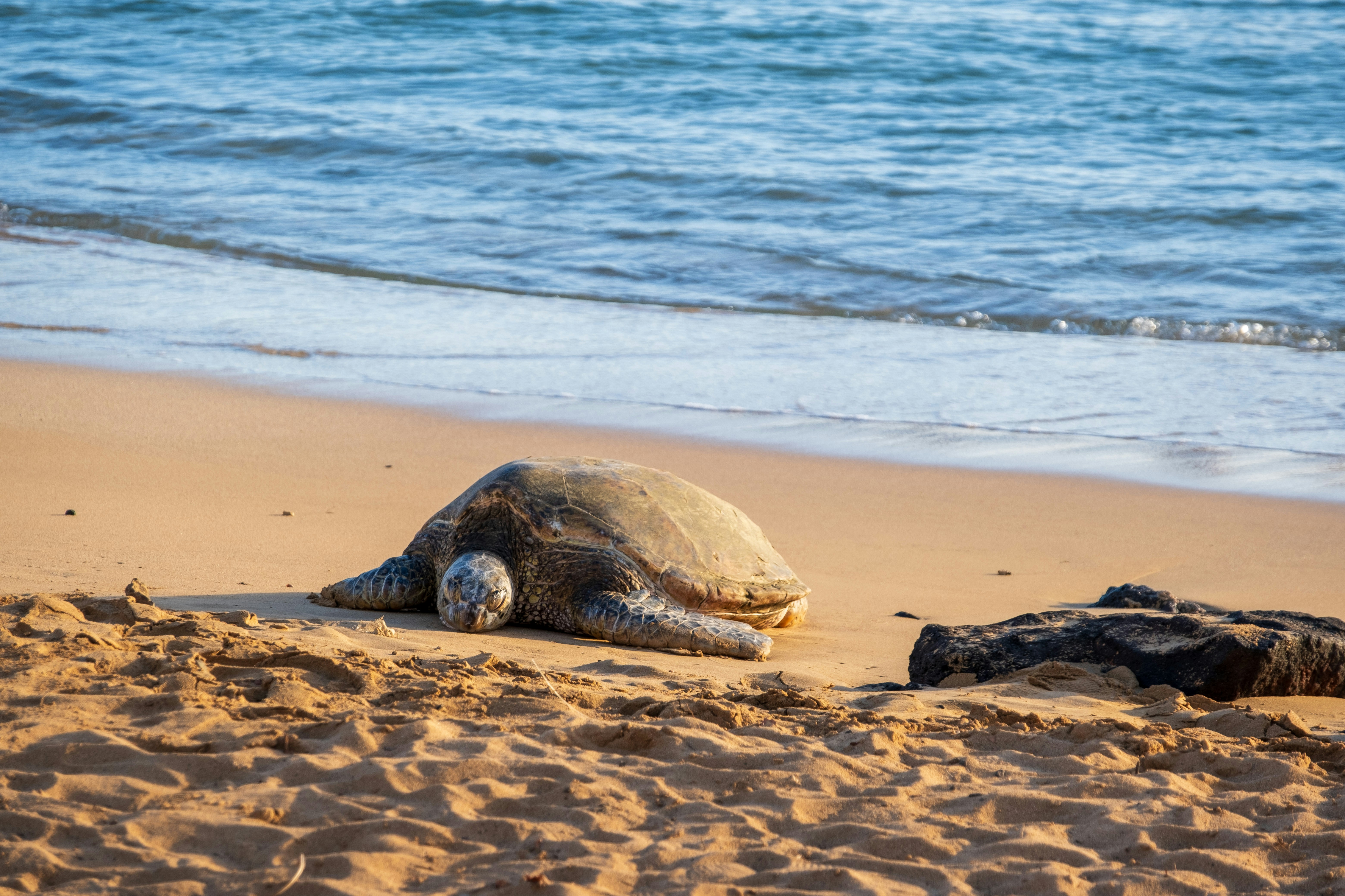 Climate Change and Sex Ratios: A Perfect Storm (image credits: unsplash)