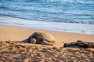 Sea Turtles