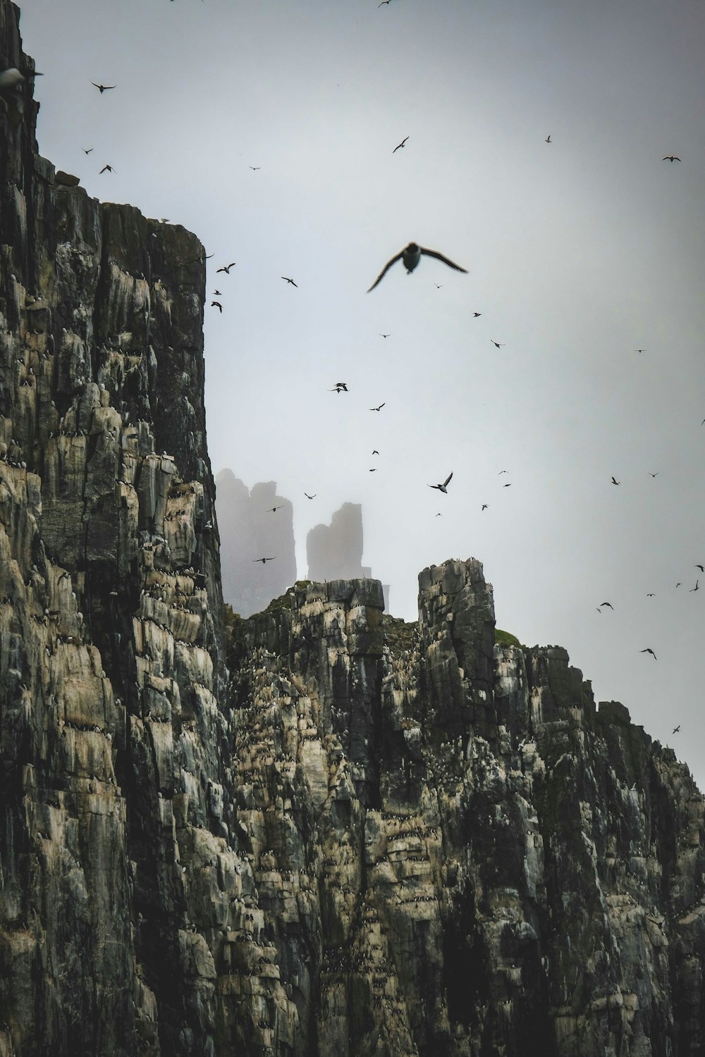 a flock of birds flying over a rocky cliff
