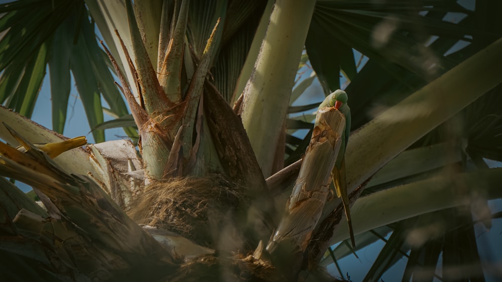 a bird sitting on top of a palm tree